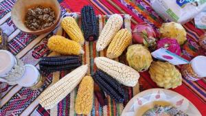 En 30% se incrementa rentabilidad económica de productores de maíz a nivel nacional