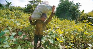 En África sub-sahariana, América Latina y Asia más del 27% de los agricultores son mayores de 55 años