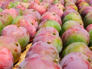 En Casma venden a S/ 1 el kilo de mango que se exporta vía marítima