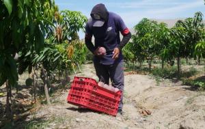En diciembre, la recolección de mango peruano se hizo principalmente con ‘cosecha hormiga’