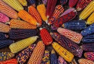 En el 2022 se cosecharon 250.000 hectáreas de maíz amiláceo en Perú