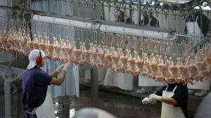 En enero se sacrificaron cerca de 20 millones de aves solo en Lima