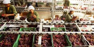 “En épocas de auge o de crisis, el sector agropecuario es uno de los que levanta cabeza por el país”
