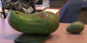 En Hawái cultivan un aguacate del tamaño de un recién nacido