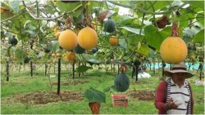 ¿En qué regiones  están los cultivos con potencial para sumarse a la agroexportación?