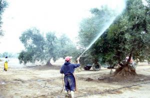 EN TACANA EL 65 POR CIENTO DE PLANTACIONES DE OLIVO ESTÁ INFESTADO DE ORTHEZIA