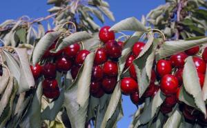 EN TORNO AL 80% DE LAS CEREZAS CHILENAS SE VENDEN EN CHINA