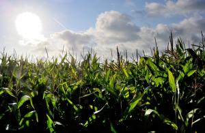 En un plazo de cinco años planean lanzar al mercado maíz modificado con tecnología CRISPR que resiste las sequías
