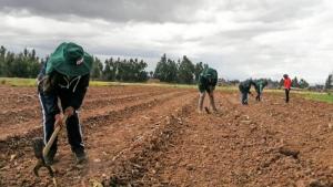 ENIS: Expectativa de siembra para la campaña agrícola 2024/2025 alcanzarían las 2.099.502 hectáreas