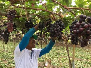 Ensayo en uva: nutrición balanceada para alcanzar productividad y calidad