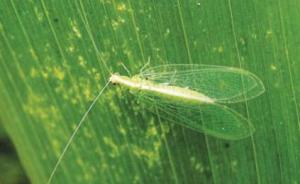 Entomóloga Mónica Narrea: “Se debe revalorar el rol que cumplen los controladores biológicos”