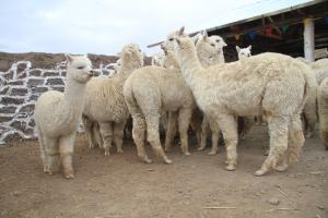 Entregan 140 cobertizos para reducir la tasa de mortandad de alpacas y ovinos en temporada de heladas