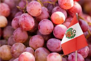 Envíos al exterior de uva fresca peruana crecen 54% en volumen a la fecha