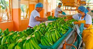 Envíos  de banano fresco de Perú caen 10% en volumen y 11% en valor en septiembre