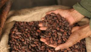 Envíos de cacao tostado crecieron +5% en volumen y +3% en valor entre enero y junio de 2023