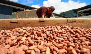 ENVÍOS DE CACAO Y DERIVADOS CRECIERON 10% DURANTE EL PRIMER SEMESTRE DEL AÑO