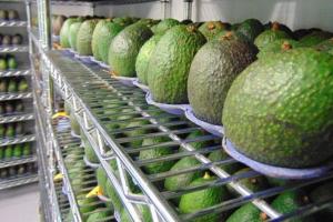 Envíos de la palta se mantendrán afectados por los bajos precios internacionales