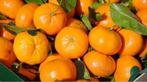 Envíos de mandarina peruana cayeron 11% en volumen y 7% en valor en el primer semestre del año