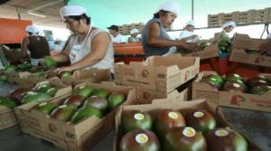 ENVÍOS DE MANGO FRESCO CRECIERON MÁS DE 500%