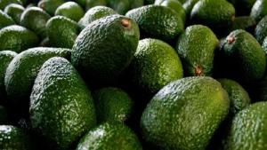 Envíos de palta fresca suman 451.638 toneladas, registrando un alza de 27%