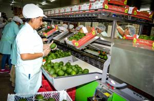 Envíos de palta Hass crecieron 260% entre el 2010 y 2015