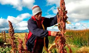Envíos de quinua peruana a Tailandia aumentaron  356% el 2016