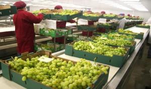 Envíos de uva de mesa de Perú crecen 1% en volumen hasta la semana 6 de la presente campaña
