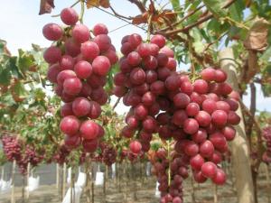 Envíos de uva Red Globe a China por parte de Ecosac sufren retrasos