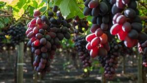Envíos de uvas frescas de Chile alcanzarían las 68.6 millones de cajas en la campaña 2022/2023, registrando una caída de -7.7%