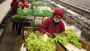 Envíos peruanos de uva de mesa alcanzarían los 73 millones de cajas en la campaña 2022/2023, lo que representaría un incremento de 13%