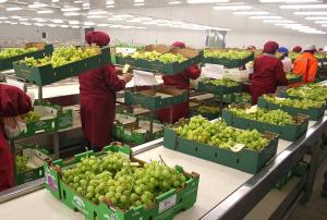 Envíos peruanos de uva de mesa caen en  más de US$ 100 millones durante enero-noviembre del 2016