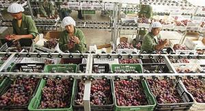 Envíos peruanos de uva se benefician por problemas en Chile y China: ¿Qué sucedió en estos países?