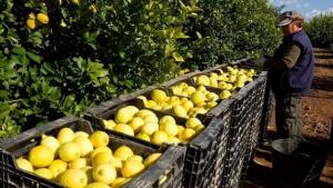 “Es muy urgente congelar la promoción del limón de ailimpo ante la grave crisis de precios y mercados que estamos viviendo actualmente”