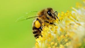 Es posible utilizar plaguicidas para mantener los cultivos sanos sin afectar a la fauna benéfica