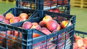 Escala o especialización: los dos caminos del negocio mayorista hortofrutícola europeo