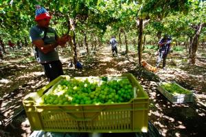 Escasez de mano de obra afecta temporada 2021 de uva de mesa en Chile