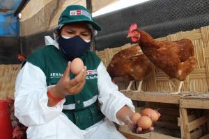 Escuelas de campo mejoran la producción de gallinas ponedoras en Tacna