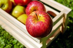 España aumenta un 19% su producción de manzana, pese al descenso en gran parte de la UE