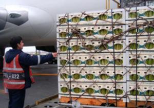 Espárragos y mangos frescos representan el 65.5% del volumen total exportado vía aérea por Perú entre enero y mayo del 2021