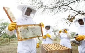 Esta semana crearían Mesa Apícola Regional en Lambayeque y San Martín
