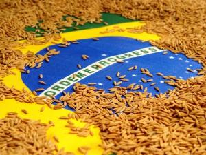 Establecen requisitos fitosanitarios al arroz grano descascarillado