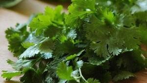 Establecen requisitos fitosanitarios para la importación de semillas de culantro de  Chile