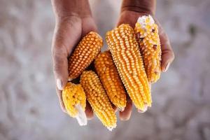Estados Unidos, Brasil, Argentina y México concentran en conjunto cerca del 50% de la producción mundial de maíz