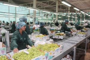Estados Unidos concentra el 48% de las exportaciones peruanas de uva de mesa en la campaña 2023/2024