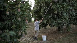 Estados Unidos recibirá esta temporada volúmenes mucho mayores de mango sudamericano