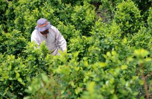 Estados Unidos recomienda a Colombia y Perú expandir erradicación de cultivos de coca