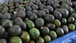 Estados Unidos suspende importaciones de palta de Michoacán por retención de dos inspectores