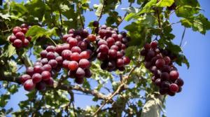 Estados Unidos y Hong Kong son los principales compradores de uva peruana