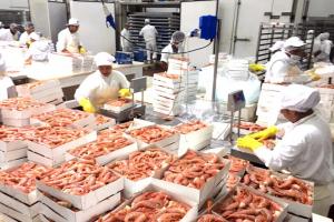 Este año, Ecosac busca incrementar en 133% sus exportaciones de langostinos a China y Corea