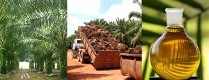 Este año se comercializarían localmente 10 mil toneladas de biodiésel elaborados con aceite crudo de palma producido en Perú